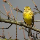 Zigolo giallo